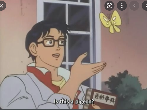 Is this a pigeon